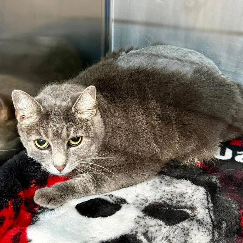 An adult large-sized female Gray / Blue / Silver Domestic Medium Hair cat named Sei for adoption in Fairmont, WV