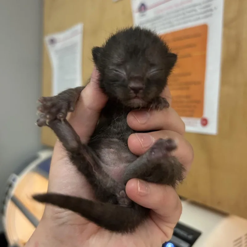 A baby small-sized female Black Domestic Medium Hair cat named Brave for adoption in Chattanooga, TN