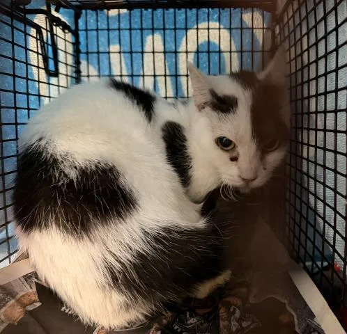 A senior medium-sized female Domestic Short Hair cat named Mia for adoption in San Pedro, CA