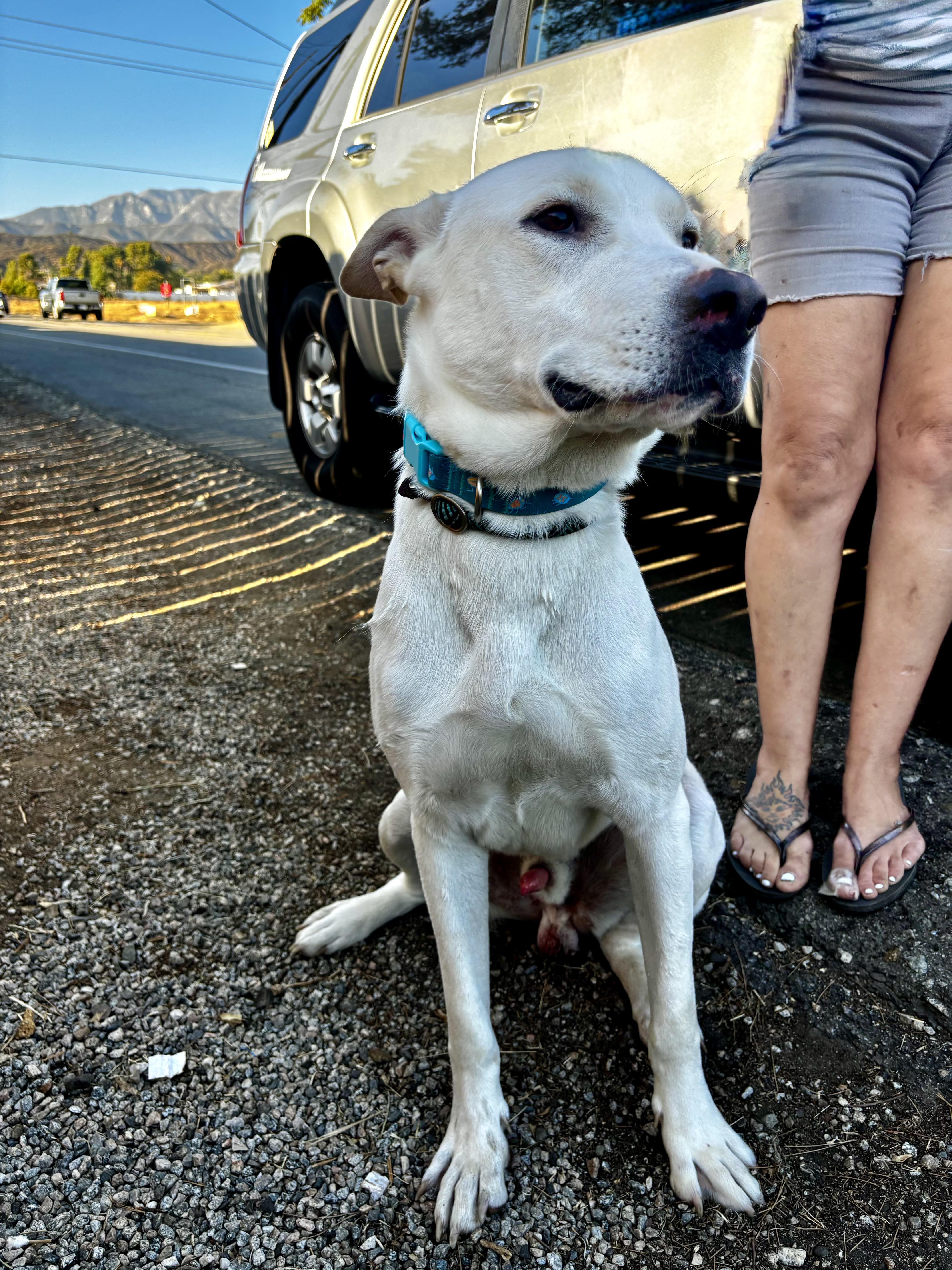 A young large-sized male Labrador Retriever dog named Valentino for adoption in Woodland Hills, CA