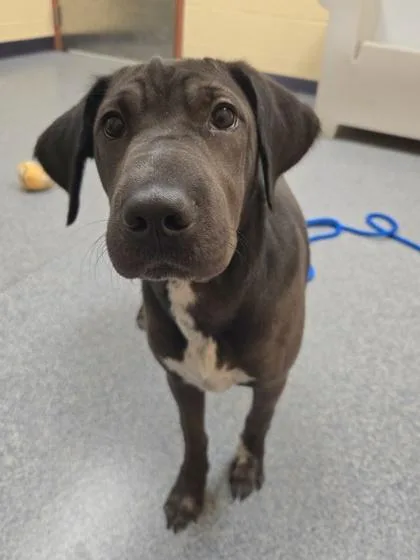 A baby medium-sized female Shar-Pei dog named Charlotte for adoption in Westland, MI