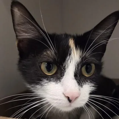 An adult medium-sized female Domestic Short Hair cat named Moana for adoption in Voorhees, NJ