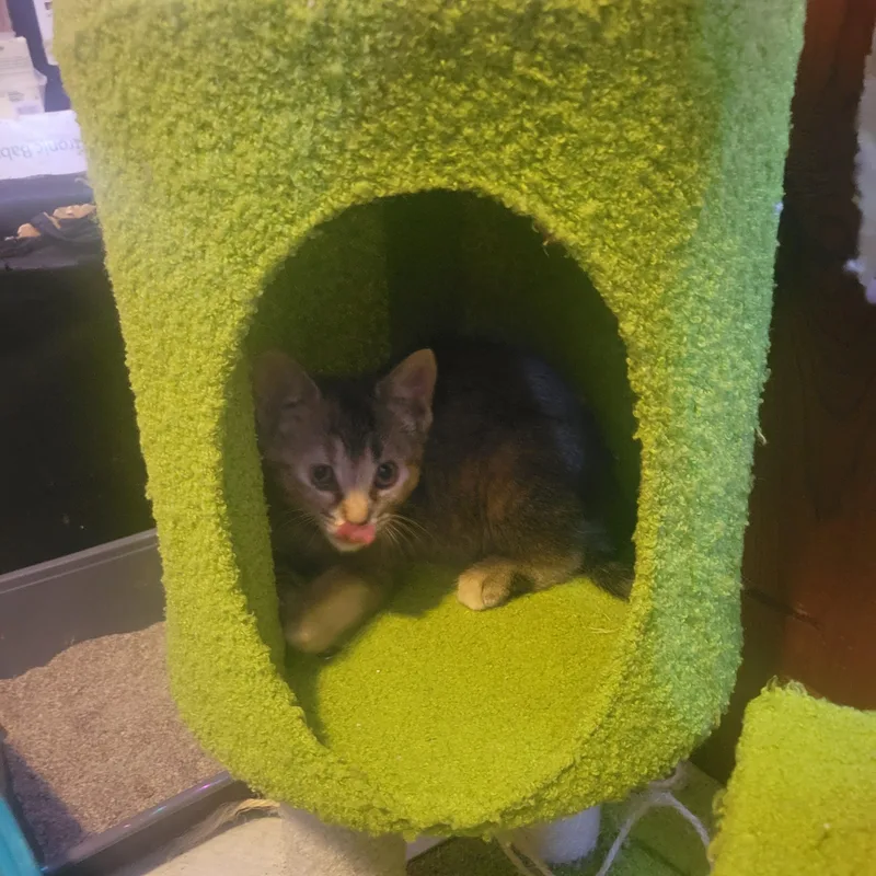 A baby medium-sized female Tortoiseshell Domestic Short Hair cat named Bean for adoption in Garden City, MI