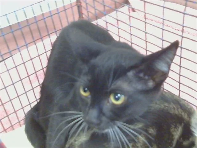 A baby small-sized female Domestic Short Hair cat named Imogen for adoption in Sacramento, CA
