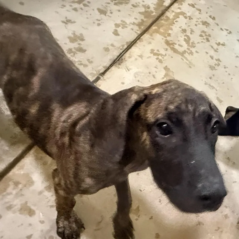 A baby small-sized male Brindle Cane Corso dog named Abel for adoption in Palestine, TX