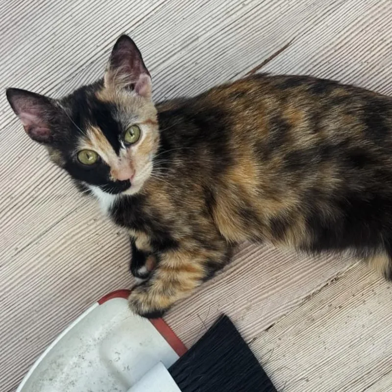 A baby small-sized female Calico Domestic Short Hair cat named Chalupa for adoption in Long Beach, CA