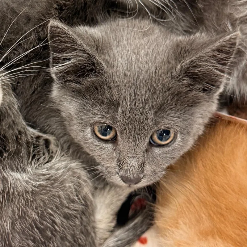 A baby small-sized female Gray / Blue / Silver Domestic Short Hair cat named Pesto for adoption in Evansville, IN