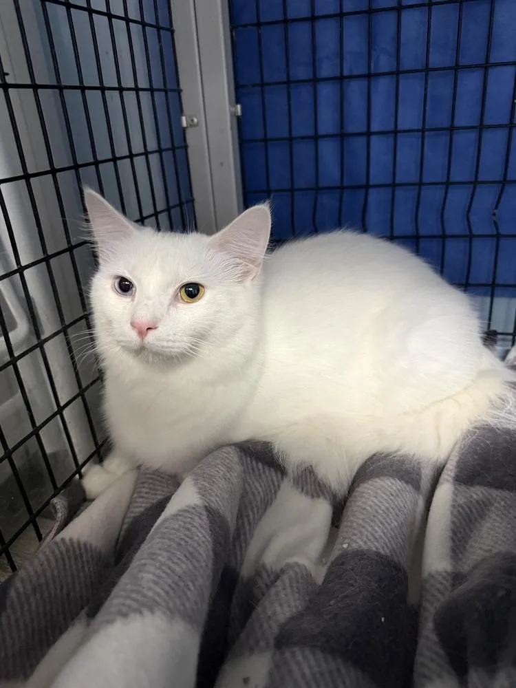 An adult medium-sized female White Domestic Short Hair cat named Meadow for adoption in West Mifflin, PA