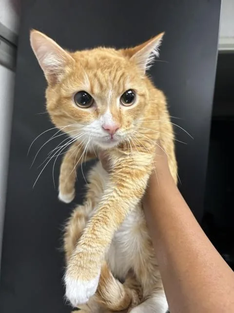 A young small-sized male Domestic Short Hair cat named Creamsickle for adoption in San Bernardino, CA