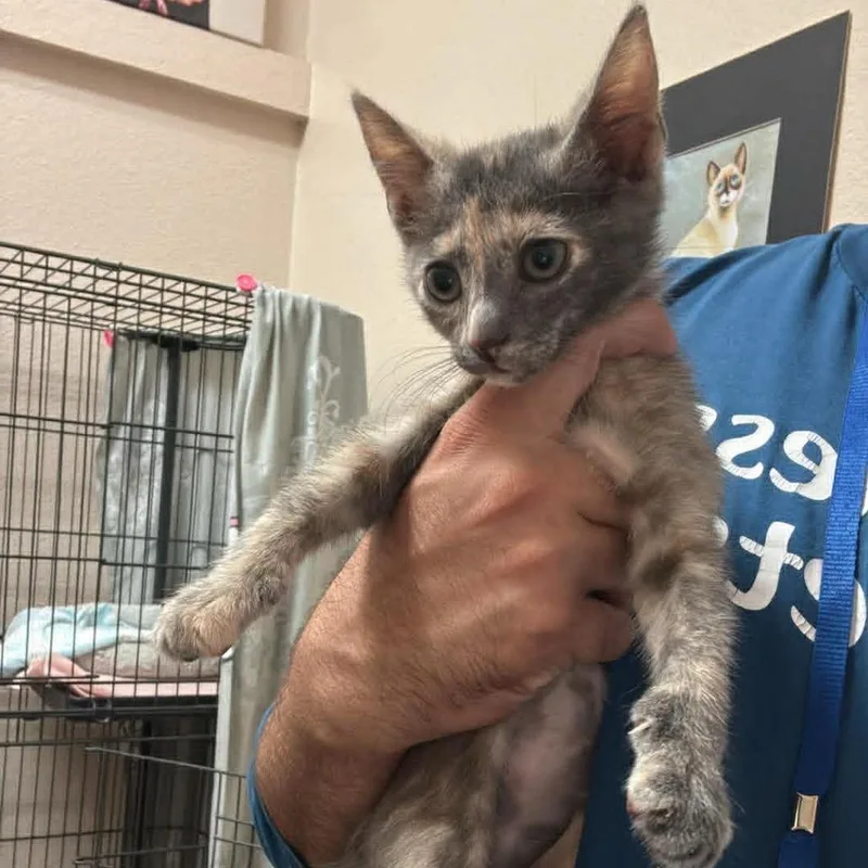 A baby small-sized female Tortoiseshell Domestic Short Hair cat named Tilly  Chino Hills for adoption in Chino Hills, CA
