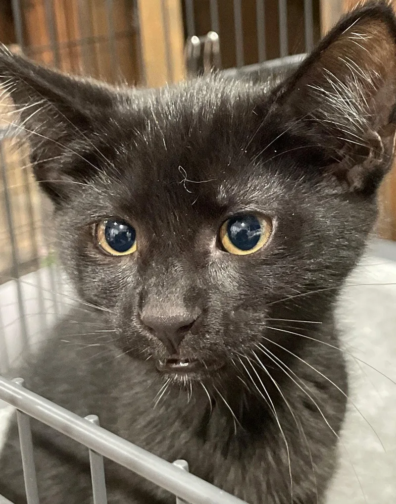 A baby medium-sized male Black Domestic Short Hair cat named Tupelo for adoption in Island Lake, IL