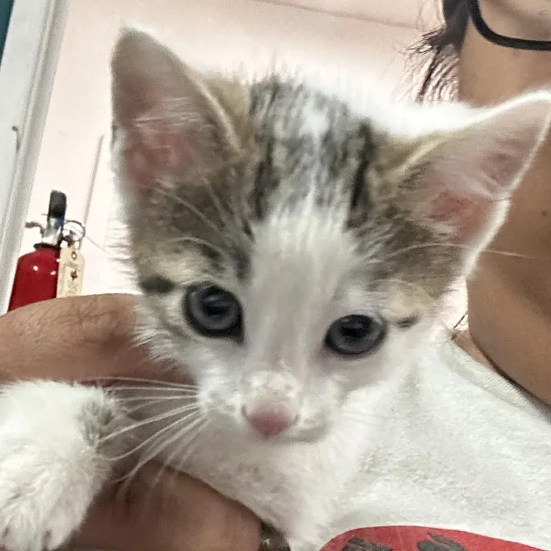 A baby small-sized male White Domestic Short Hair cat named Shreds for adoption in Leander, TX