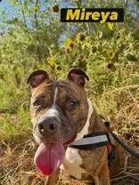 A young medium-sized female Boxer dog named Mireya for adoption in Denton, TX