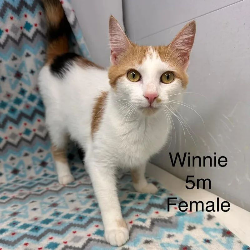 A young small-sized female Domestic Short Hair cat named Winnie for adoption in New Tazewell, TN