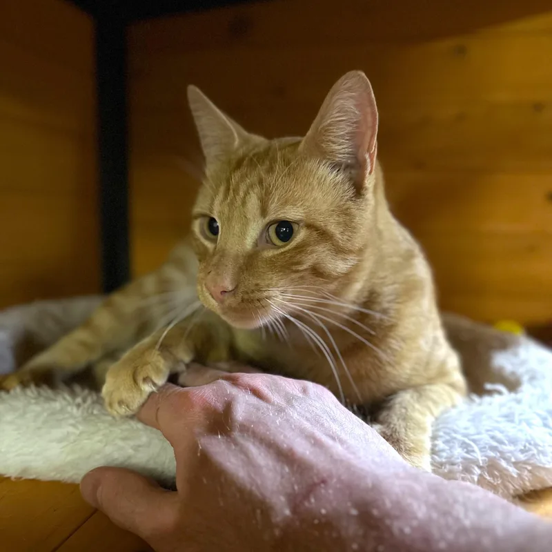 A young medium-sized male Tabby (Orange / Red) Domestic Short Hair cat named Clancy for adoption in Roscoe, NY