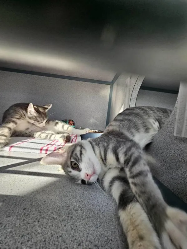 A baby small-sized female Domestic Short Hair cat named Athens for adoption in Skillman, NJ