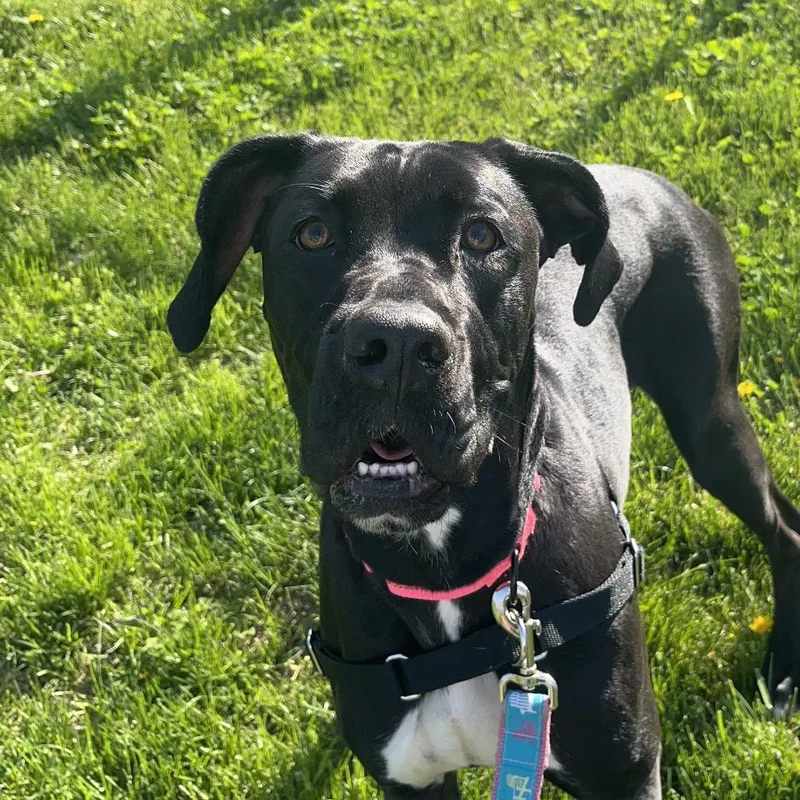 An adult large-sized female Black Great Dane dog named Masie for adoption in Wilmington, DE