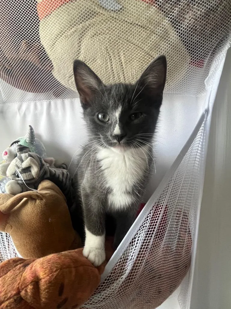 A baby medium-sized female Domestic Short Hair cat named Gertie for adoption in Evans, GA