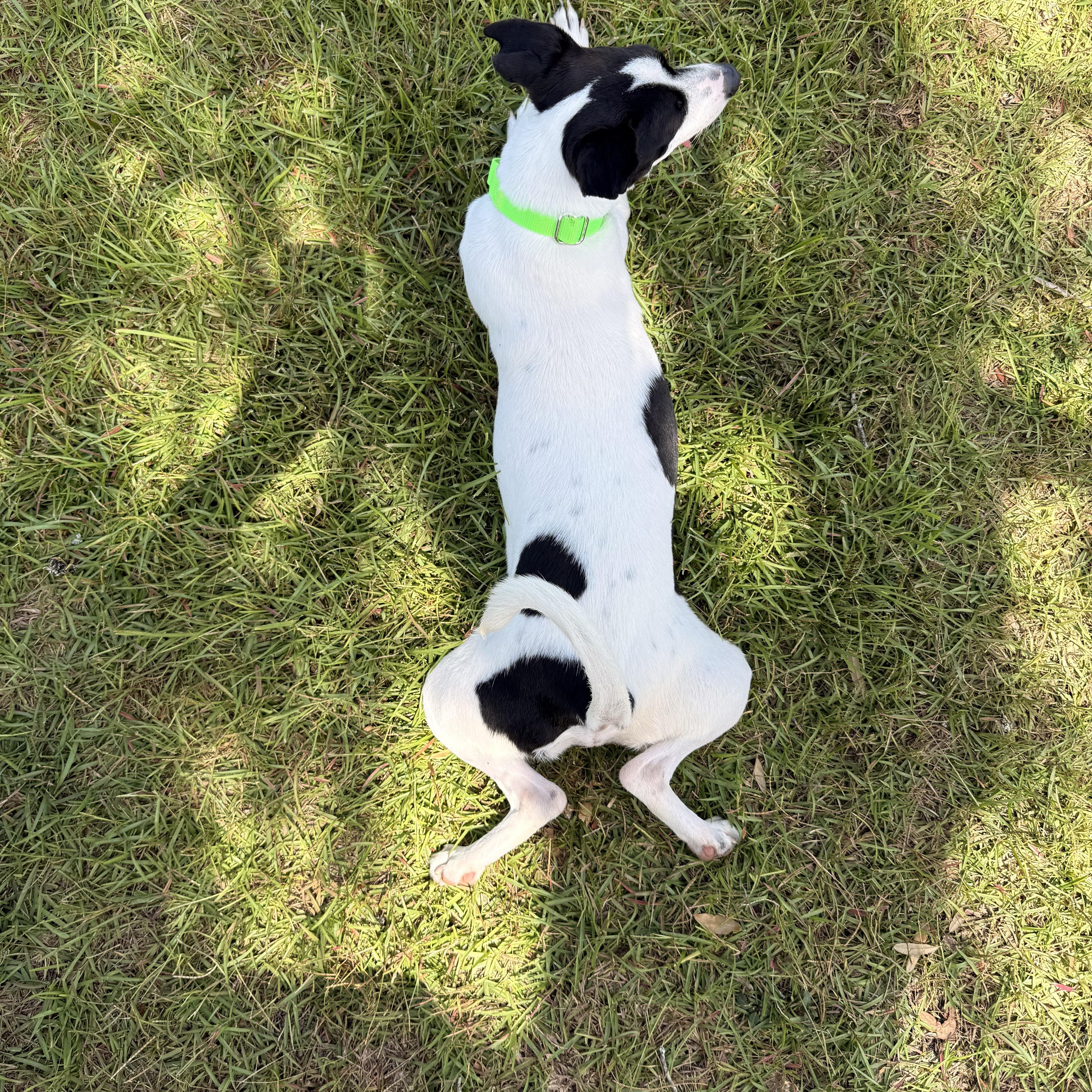 OBI..sweet  funny  thumbnail 3