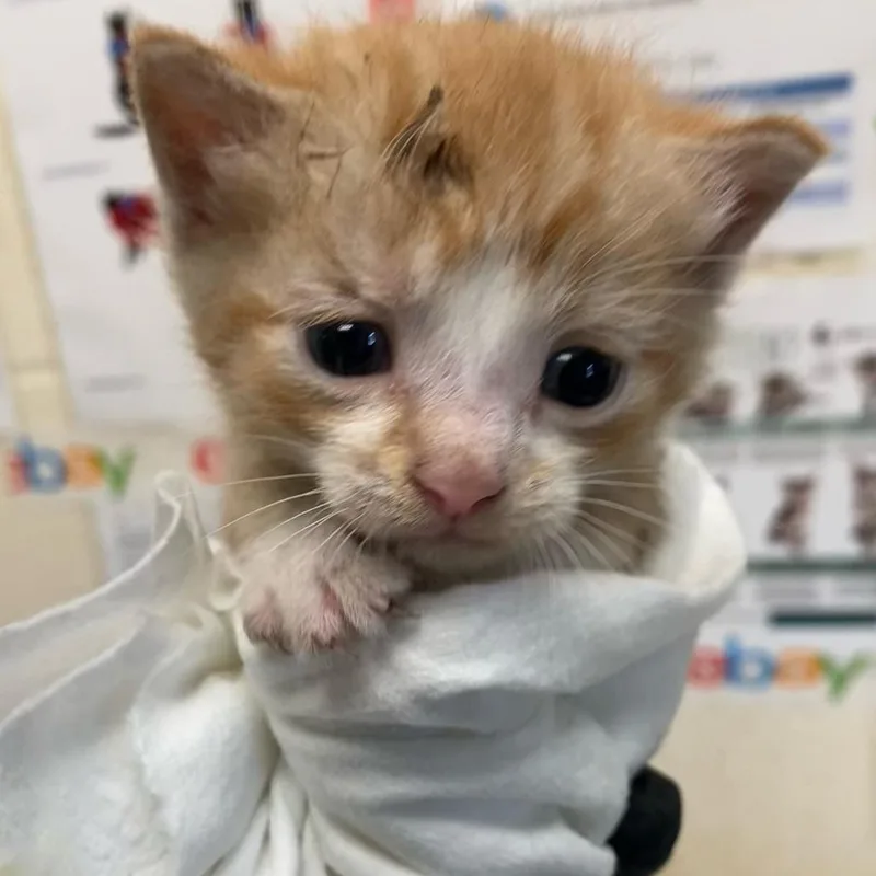 A baby small-sized male Orange / Red Domestic Short Hair cat named Bishop for adoption in Memphis, TN