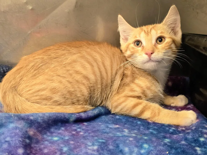 A baby large-sized male Orange / Red Domestic Short Hair cat named Tiger for adoption in Amityville, NY