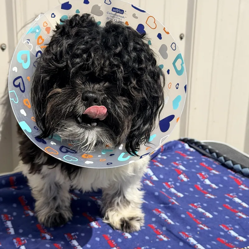 A young small-sized male Black Shih Tzu dog named Odis for adoption in Logan, OH