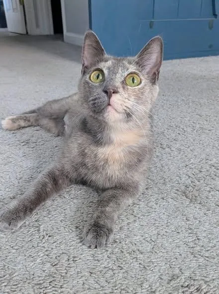 A young medium-sized female Gray / Blue / Silver Dilute Tortoiseshell cat named Petunia for adoption in Maitland, FL