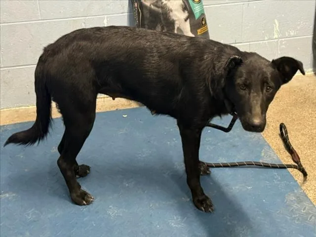 An adult medium-sized female Labrador Retriever dog named Eve for adoption in Woodland, CA