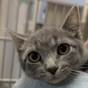 A young medium-sized female Domestic Short Hair cat named Tiger for adoption in Blue Earth, MN