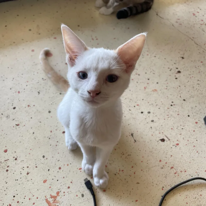 A baby small-sized male White Domestic Short Hair cat named Tornado for adoption in Liverpool, TX