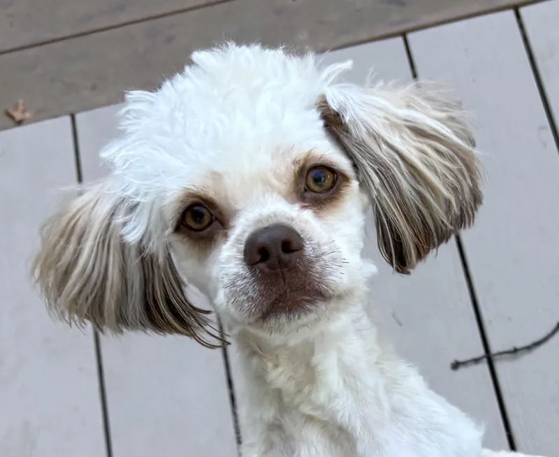 A young small-sized male Shih poo dog named Teddy for adoption in Paramus, NJ