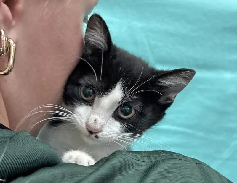 A baby small-sized female Black & White / Tuxedo Domestic Short Hair cat named Dottie for adoption in Columbus, IN