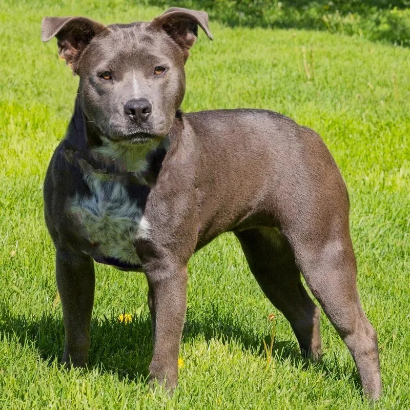 An adult medium-sized female Gray / Blue / Silver Pit Bull Terrier dog named Ladybug for adoption in South Elgin, IL