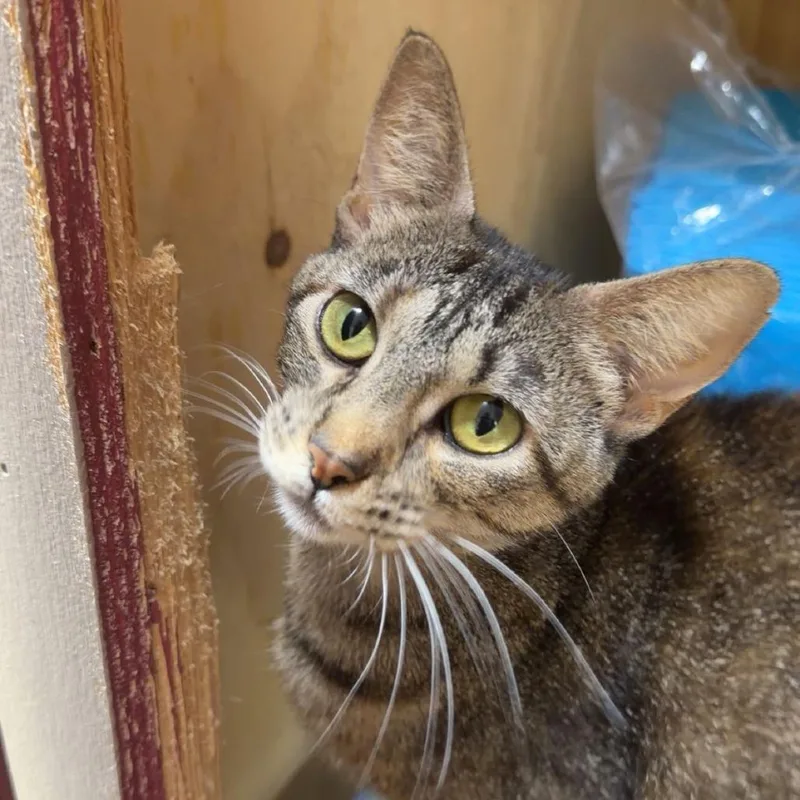 An adult medium-sized female Torbie Domestic Short Hair cat named Momo for adoption in Pontiac, IL