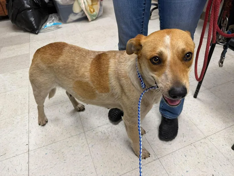 An adult medium-sized female Merle (Red) Australian Cattle Dog / Blue Heeler dog named Lucy for adoption in Oakdale, CA