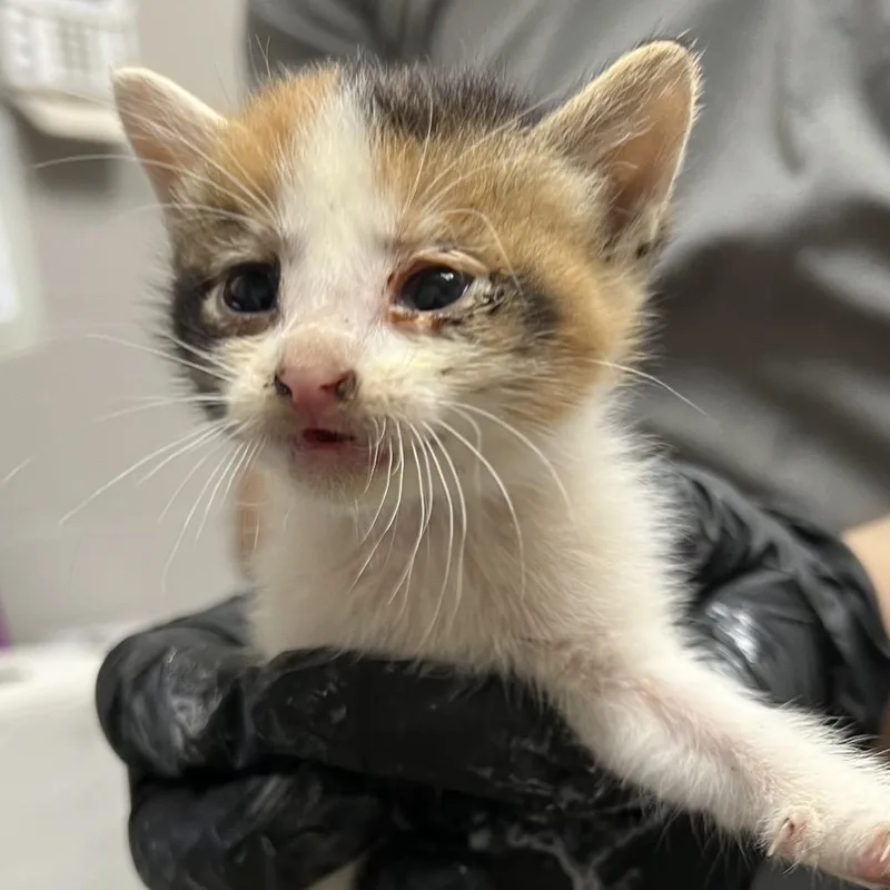 A baby small-sized female Calico Domestic Short Hair cat named Dumpling for adoption in Lufkin, TX