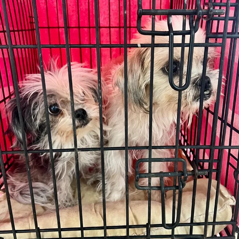 Anna Banana Bonded With thumbnail 2