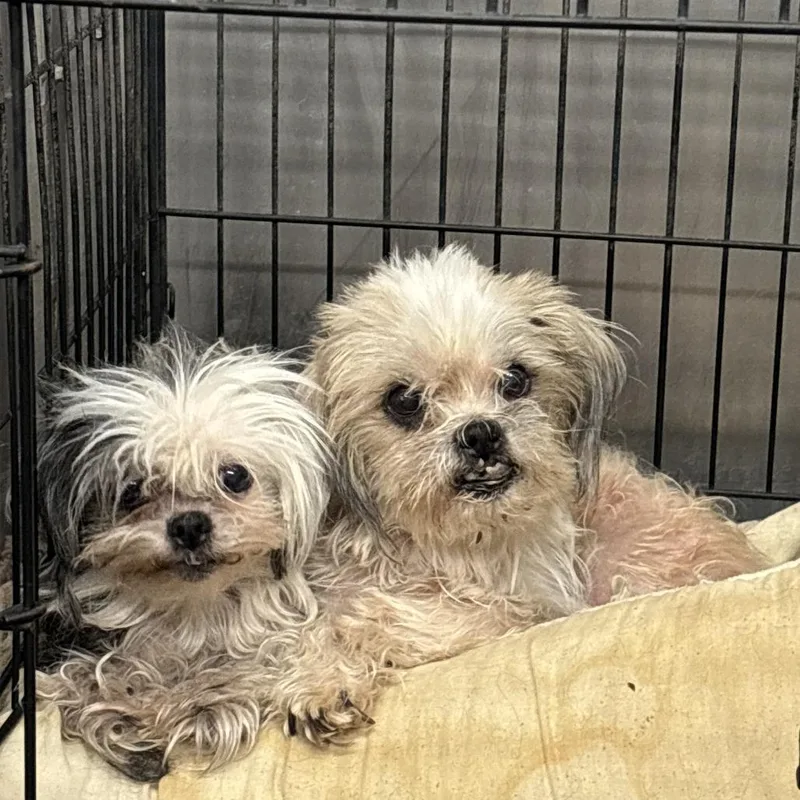 Anna Banana Bonded With thumbnail 4