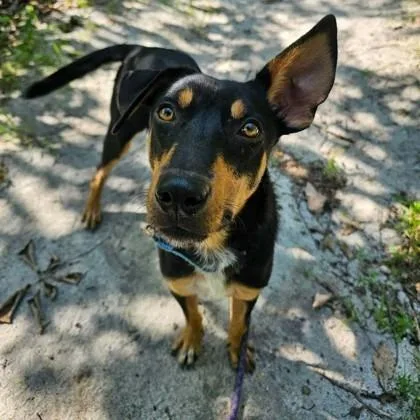 A young medium-sized male Shepherd dog named Baylor for adoption in Voorhees, NJ