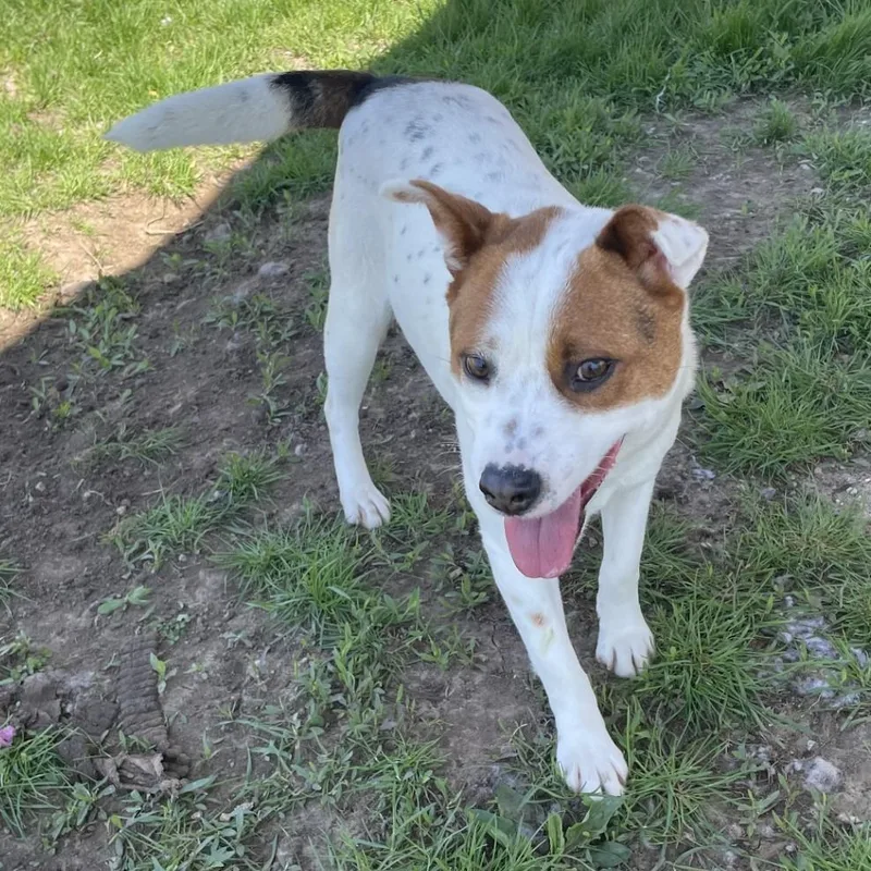 An adult medium-sized female White / Cream Jack Russell Terrier dog named Gigi for adoption in Rock Falls, IL