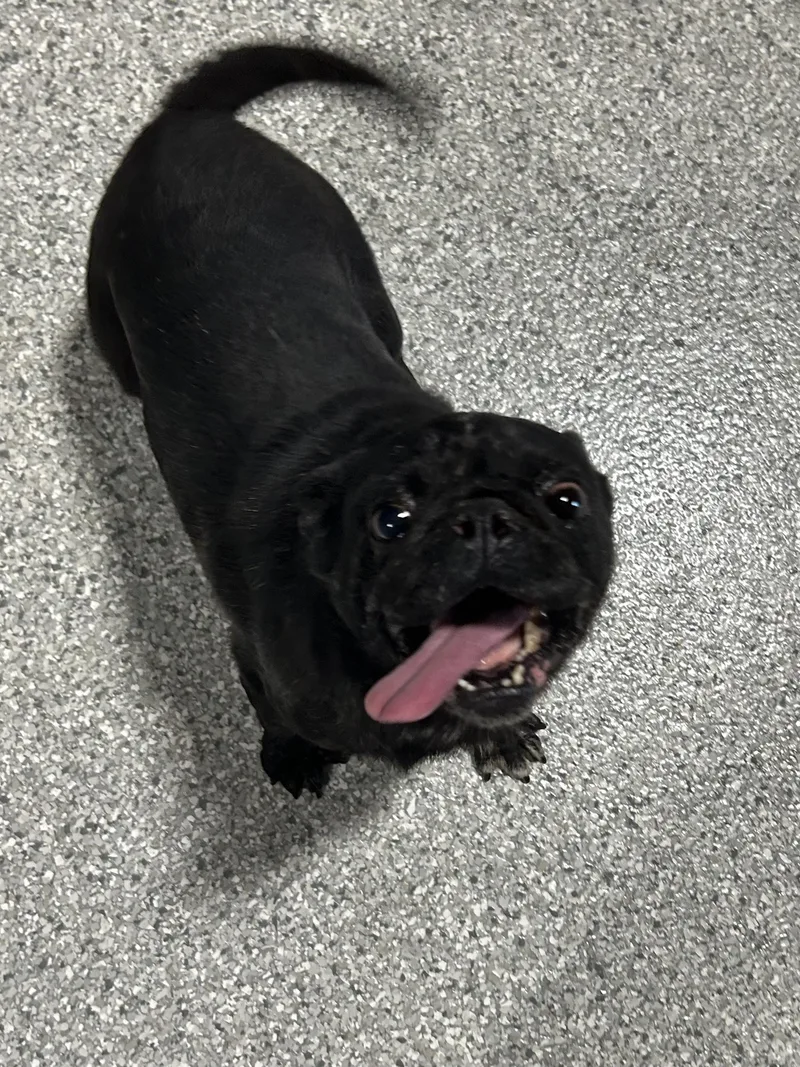 An adult small-sized male Pug dog named Iron man for adoption in Antwerp, OH
