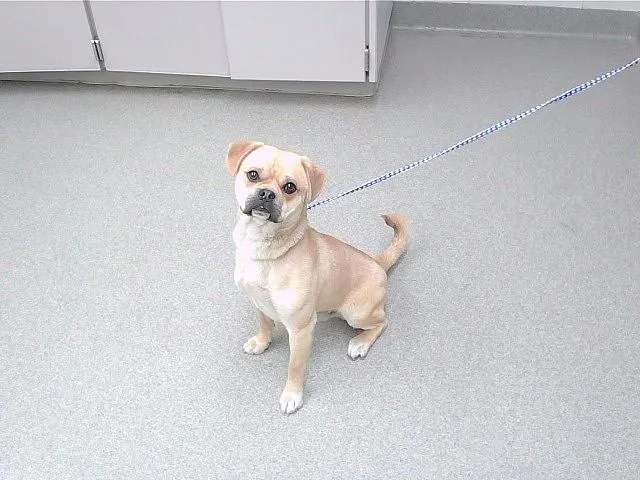 A young small-sized male Pug dog named Goldberg for adoption in Omaha, NE