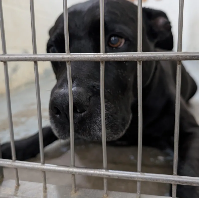 An adult medium-sized female Black Pit Bull Terrier dog named Looking For Owner for adoption in Ravenna, OH
