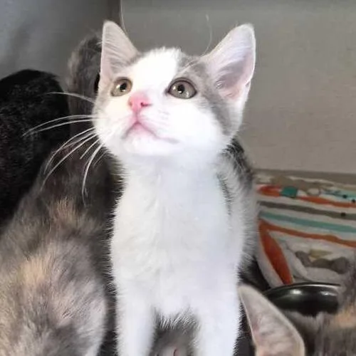 A baby small-sized female White Domestic Short Hair cat named Sploofy for adoption in Davenport, IA