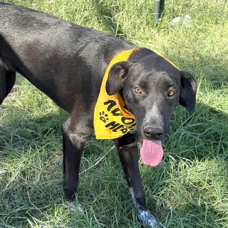 A young medium-sized female Border Collie dog named Ellie for adoption in Paradise, TX