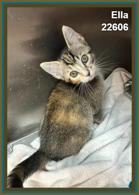 A baby small-sized female Domestic Short Hair cat named Ella for adoption in Marietta, GA