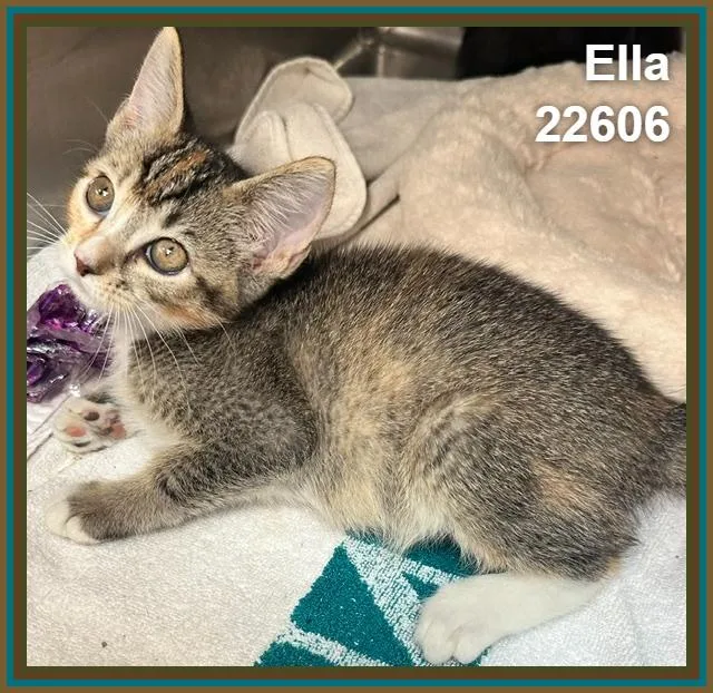 Ella thumbnail 2