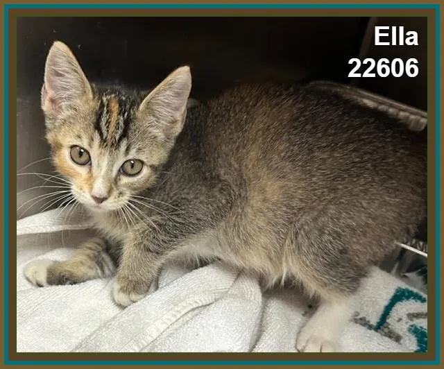 Ella thumbnail 3
