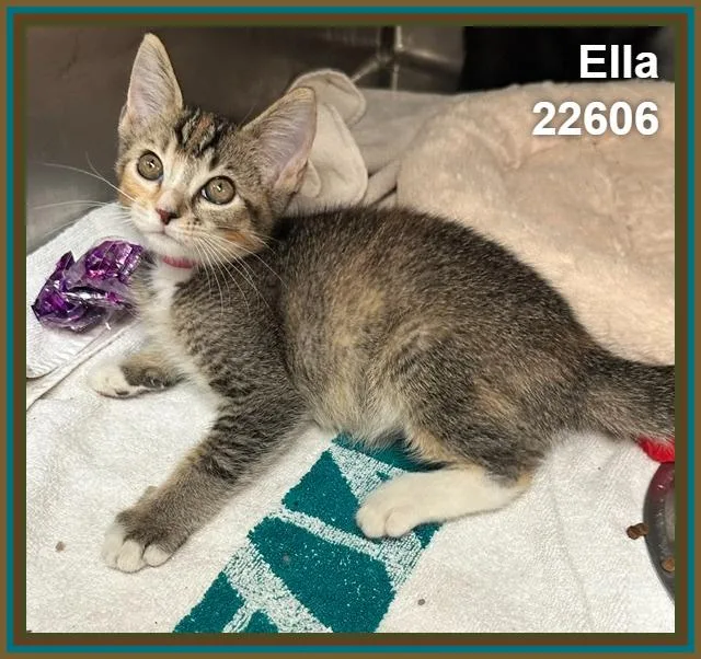 Ella thumbnail 4