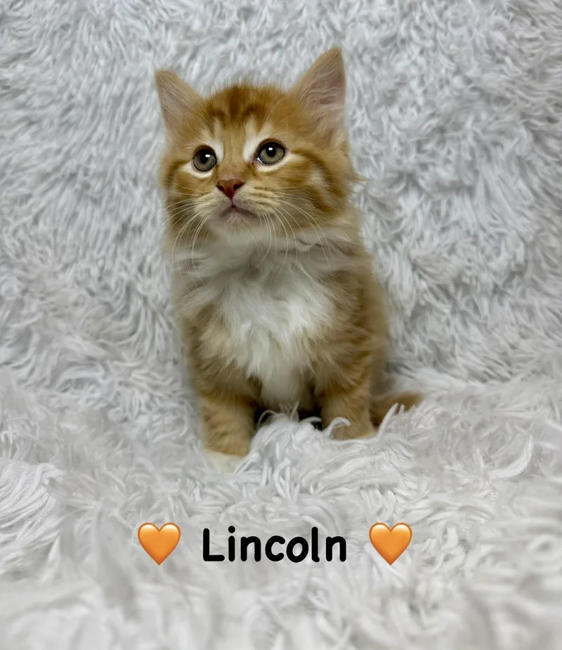 A baby medium-sized male Orange & White Domestic Long Hair cat named Lincoln for adoption in Copley, OH